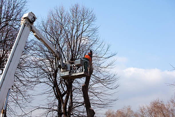 Best Tree Risk Assessment  in Mcgraw, NY